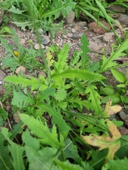 Papaver dubium image