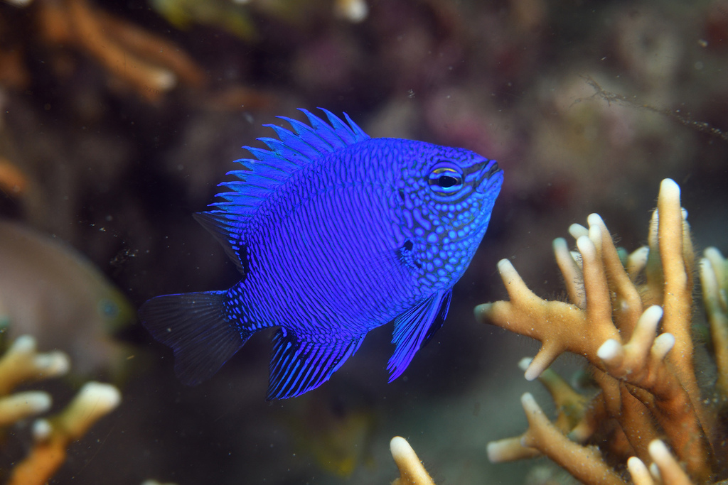 Melanesian Blue Devil