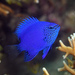 Milne Bay Damselfish - Photo (c) terence zahner, some rights reserved (CC BY-NC), uploaded by terence zahner