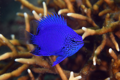 Melanesian Blue Devil photo 4