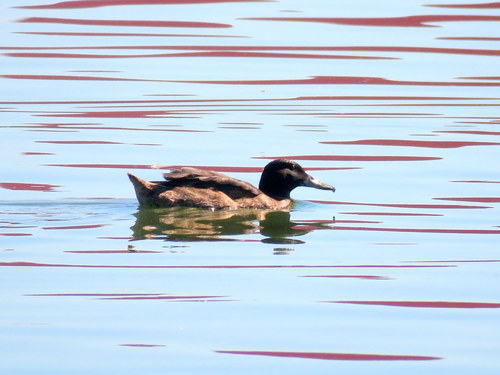 Heteronetta atricapilla