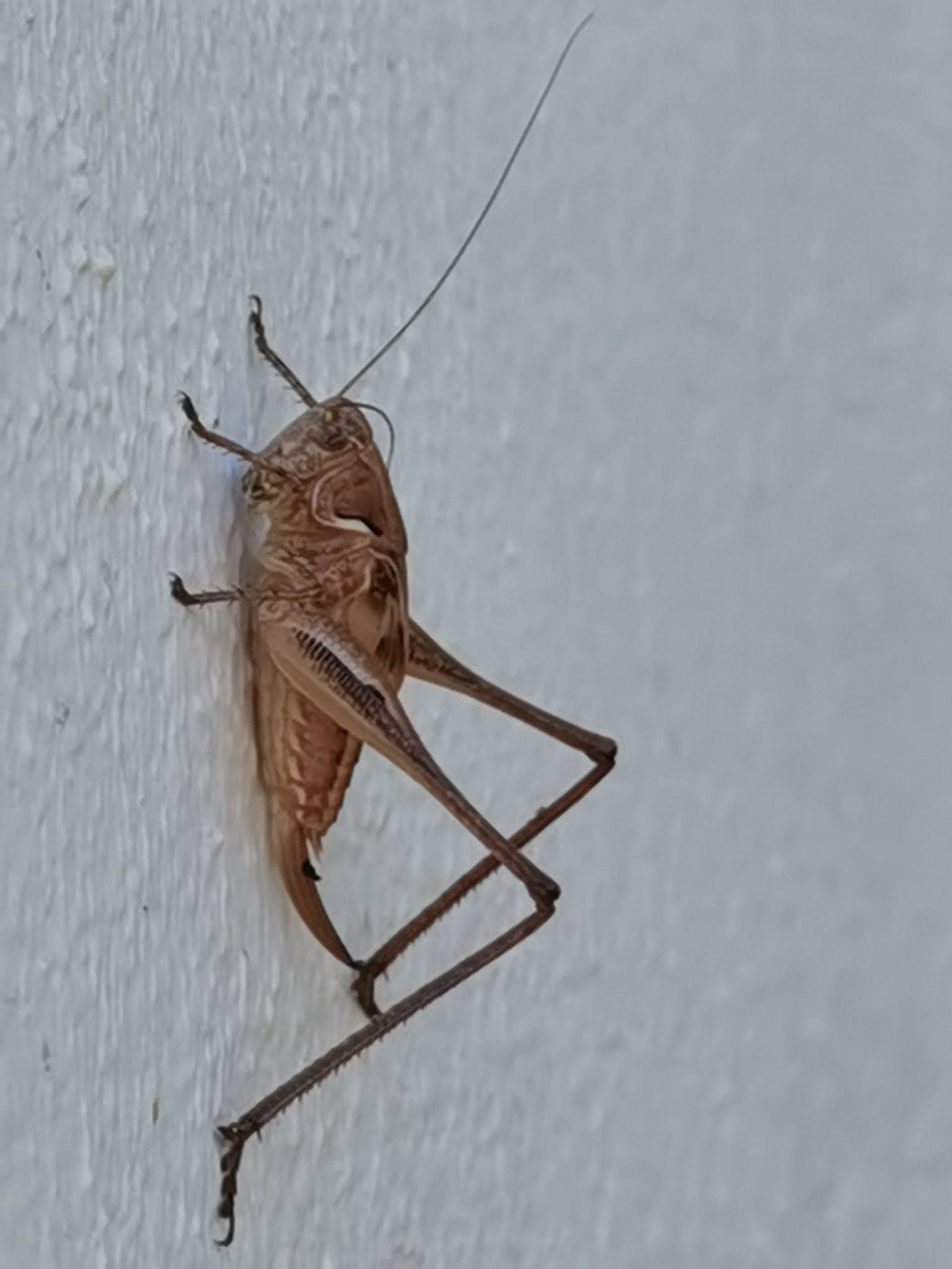 Platycleis sabulosa
