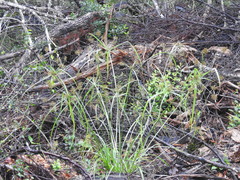 Cyperus pseudothyrsiflorus