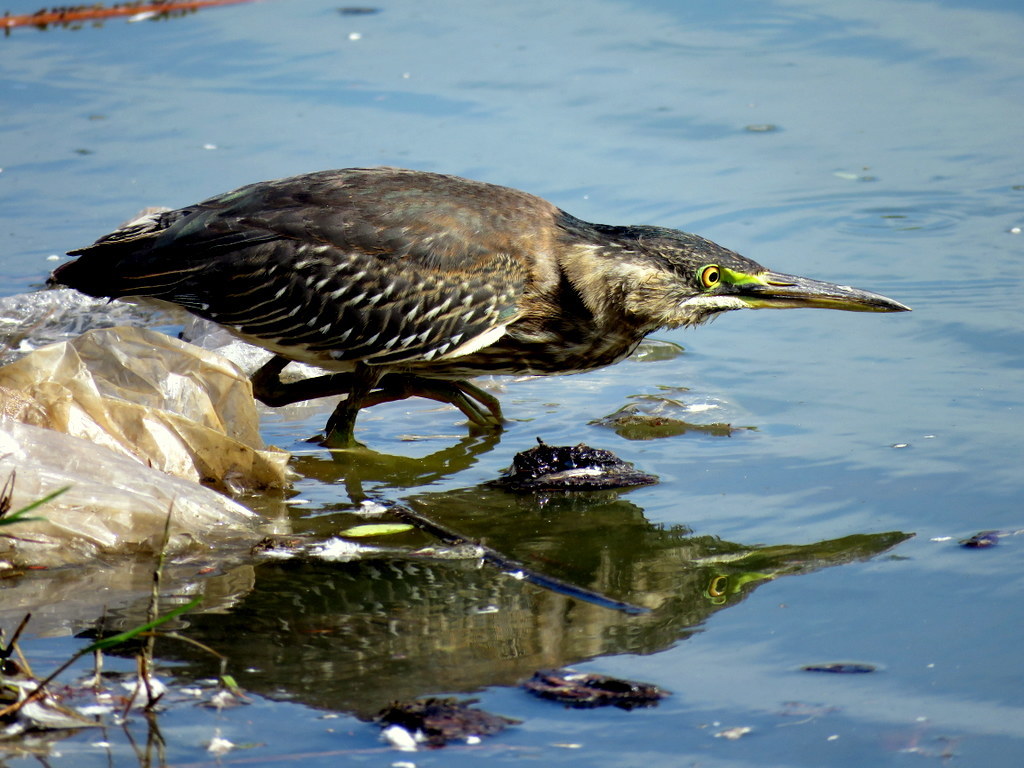Striated Heron
