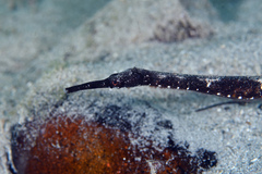 Long-Head Pipefish photo 4