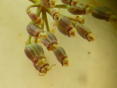 Dasispermum perennans