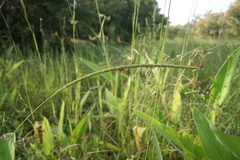 Sacciolepis africana