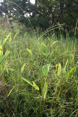 Sacciolepis africana