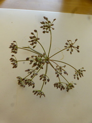 Dasispermum perennans