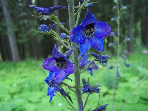 Alpine Larkspur