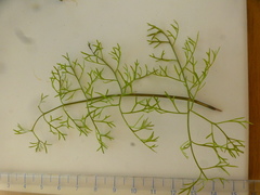 Dasispermum perennans