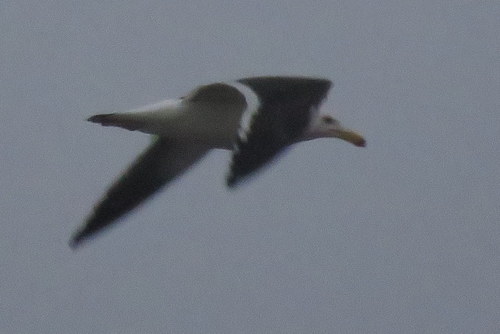 Larus atlanticus