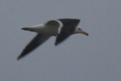 Larus atlanticus