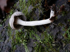 Cuphophyllus canescens