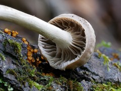 Cuphophyllus canescens