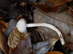 Cuphophyllus canescens