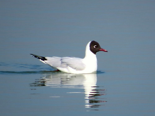 Chroicocephalus maculipennis