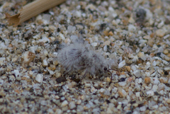 Dasymutilla gloriosa