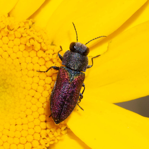 Anthaxia parallela