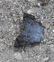 Antigonus erosus