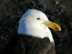 Larus dominicanus