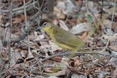 Chlorocichla flaviventris
