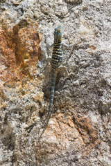 Petrosaurus thalassinus