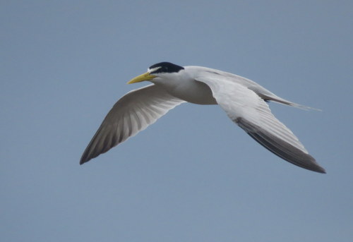 Sternula superciliaris