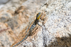 Petrosaurus thalassinus