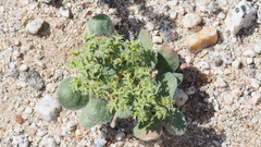 Chorizanthe corrugata