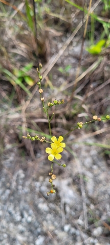 sand flax (Linum arenicola)
