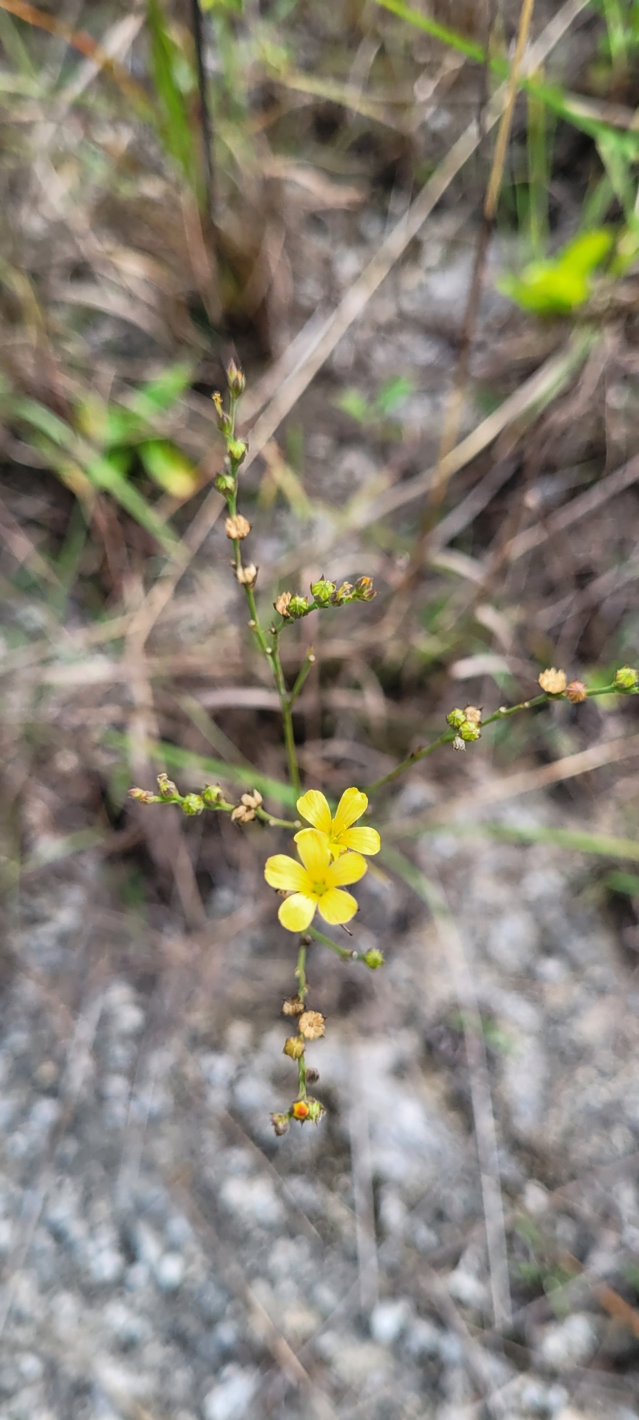 Linum arenicola