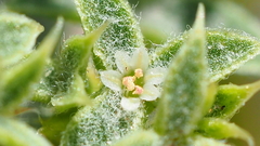 Chorizanthe corrugata