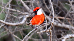 Epthianura tricolor