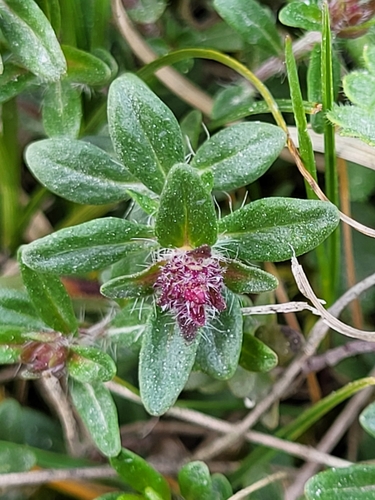 Image of Thymus odoratissimus by (c) Jacek Pietruszewski, some rights reserved (CC BY)