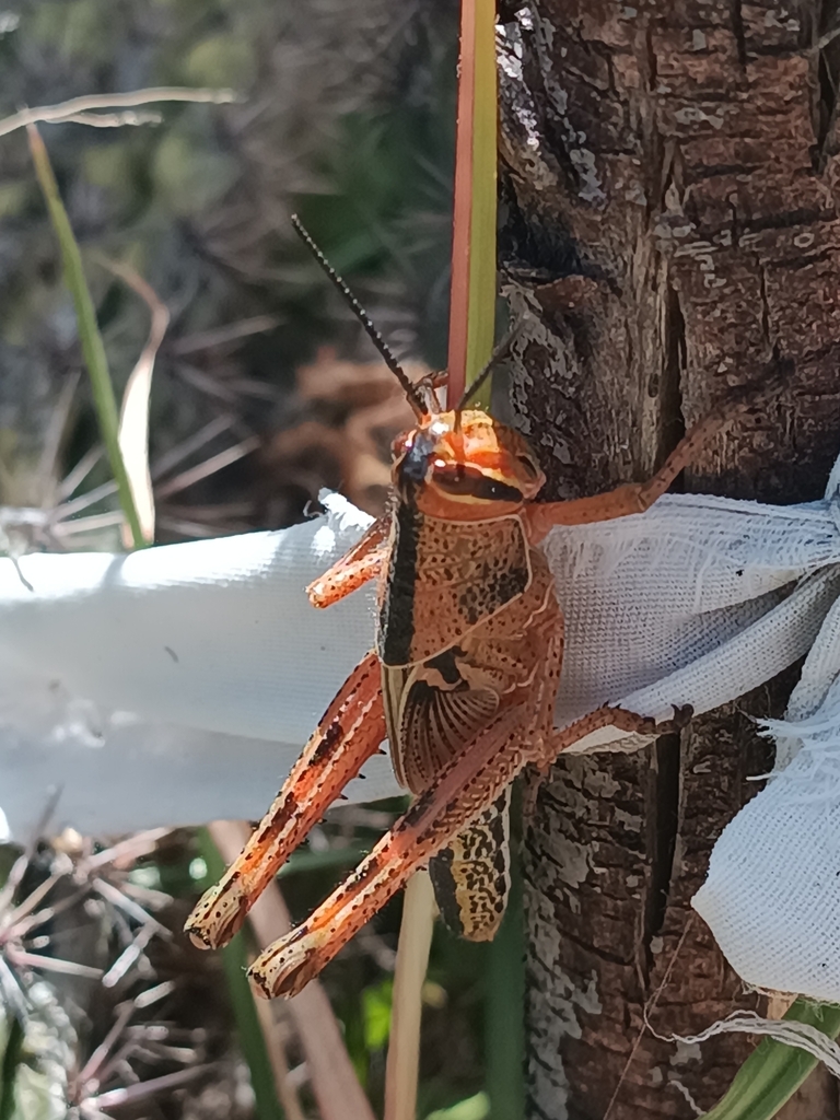 Schistocerca piceifrons peruviana
