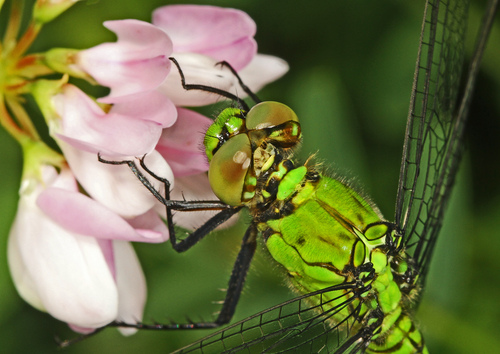 Eastern Pondhawk photo 3