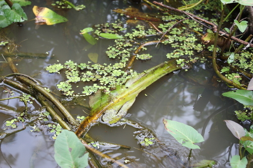 Floating Fern (Salvinia nymphellula)