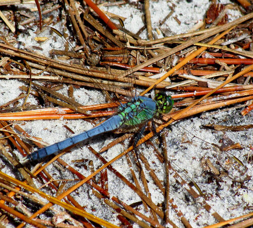 Eastern Pondhawk photo 4