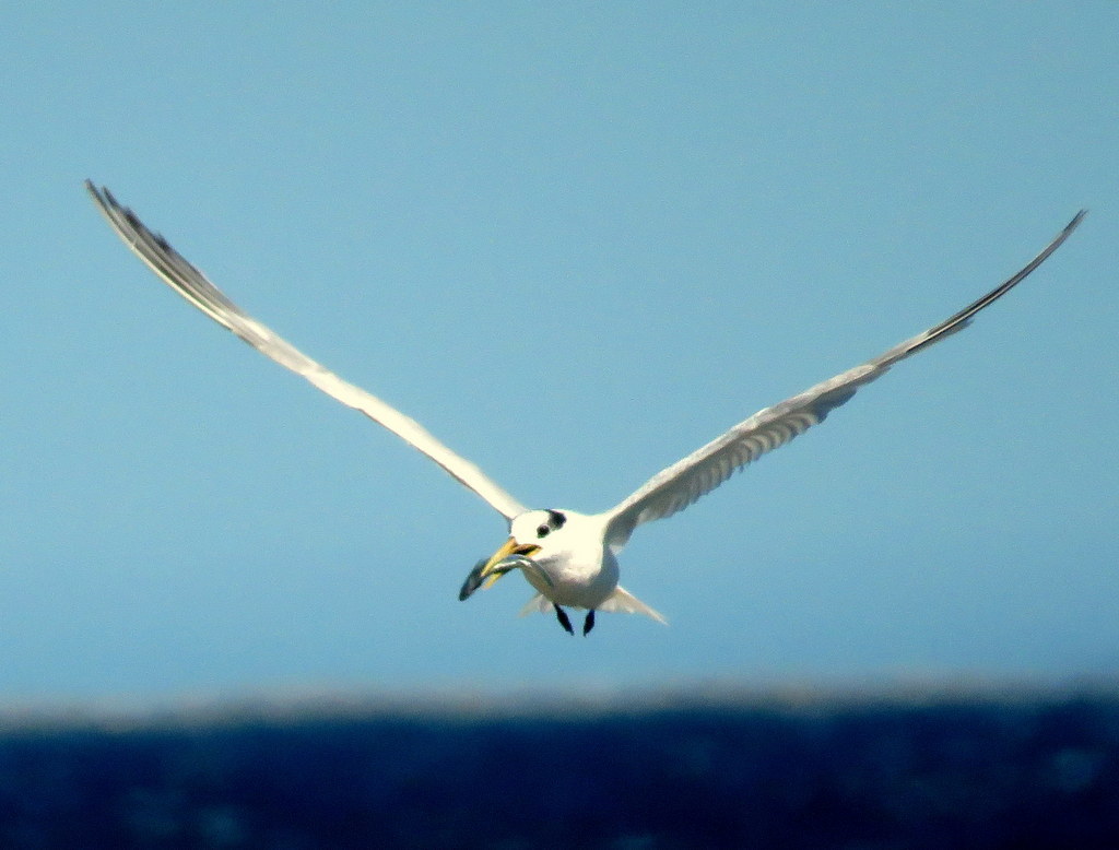 Sandwich Tern