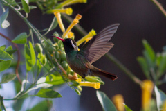 Basilinna xantusii