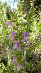Dicerandra frutescens image