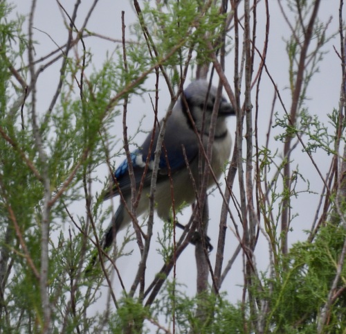 Blue Jay photographed in New Mexico