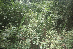 Sansevieria liberica