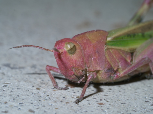 Green-striped Grasshopper photo 4
