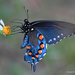 Pipevine Swallowtail - Photo (c) Edward Perry IV, some rights reserved (CC BY-NC), uploaded by Edward Perry IV