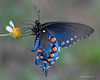 Mariposa Cola de Golondrina Azul - Photo (c) Edward Perry IV, algunos derechos reservados (CC BY-NC), subido por Edward Perry IV