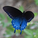 Mariposa Cola de Golondrina Azul - Photo (c) Edward Perry IV, algunos derechos reservados (CC BY-NC)
