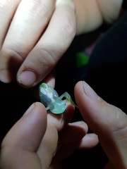 Teratohyla pulverata