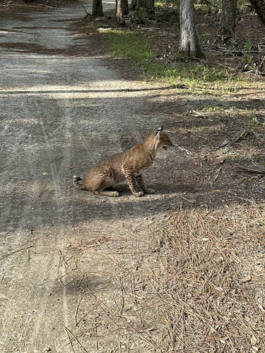 Bobcat photographed in Florida